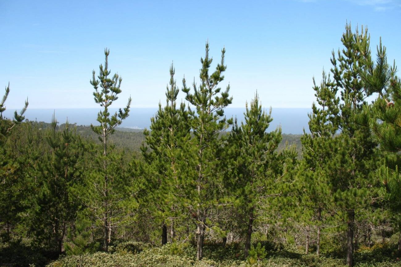 Investigadores-vascos-derriban-pinos-para-analizar-su-resistencia-al-viento
